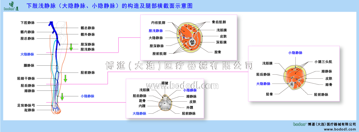 下肢靜脈的構(gòu)造與靜脈回流