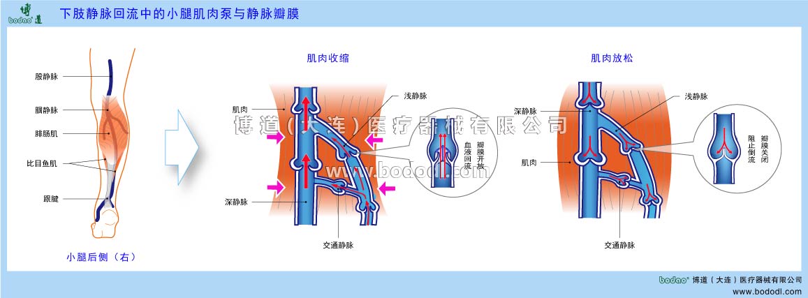 小腿肌肉泵與靜脈瓣膜的構(gòu)造與功能