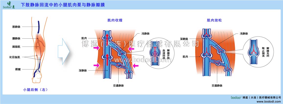 小腿肌肉泵與靜脈瓣膜的構造與功能
